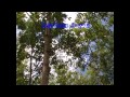 สารปรับสภาพดินตราดวงแก้ว