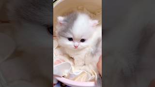 Cute Animal Kitten