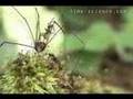 Army ants swarm a harvestman and try to eat it alive Video