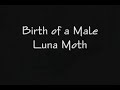 Birth of a Luna Moth