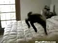 Goat Jumping On Bed Fail