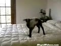 Goat Jumping On Bed Fail