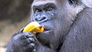 Nonsense - Gorilla Gang