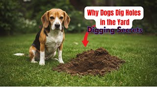 Dog Digging Explained Why Your Pet Creates Holes Dog Behaviour