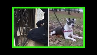| Dog Rescue StoriesPolice Officer Rescues Neglected Puppy, Adopts Her Because “It Was Love At Fi...