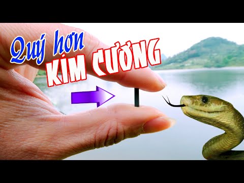 Luôn mang thứ này bên mình - Kinh nghiệm chữa Rắn cắn không phải ai cũng biết