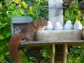 nourrir un lapin de garenne