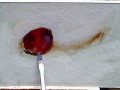 painting cherries