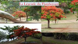 La Légende Du Flamboyant