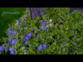 Spring Walk