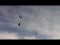 Red Kites in Slow Motion - The Slow Mo Guys