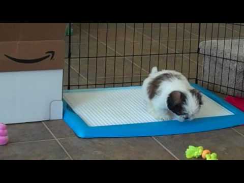 The Porch Potty (Dog Potty) Review + Cleaning Routine | DIY Reviews!