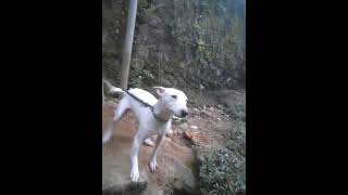 Cara Melatih Anjing Bull Teril Biar Jinak Dan Respon Pemilik Nya