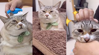 ねこチャックおもカワ動画 #26