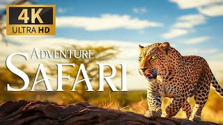 Safari Adventure 4K 🐾 Discovery Relaxation Wildlife Расслабляющая Фортепианная Музыка