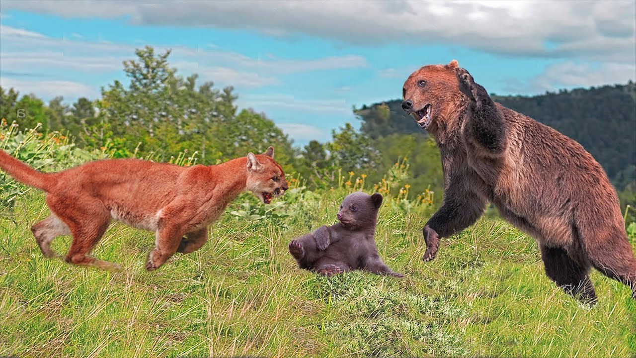 Dancing bear cougar