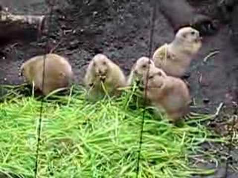 上野動物園プレリードック