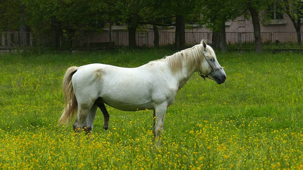 Girl taking stallion cock