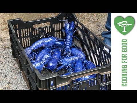 Freshwater Lobster Farming