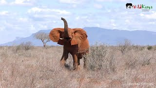 An Impala Nursery, Baby Sandgrouse | On Safari #10