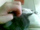 little booley...
