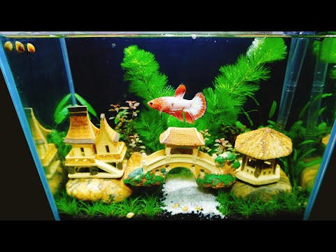 Hướng dẫn làm hồ thủy sinh cá betta để bàn rẻ đẹp /aquarium tieu ngu betta fancy red