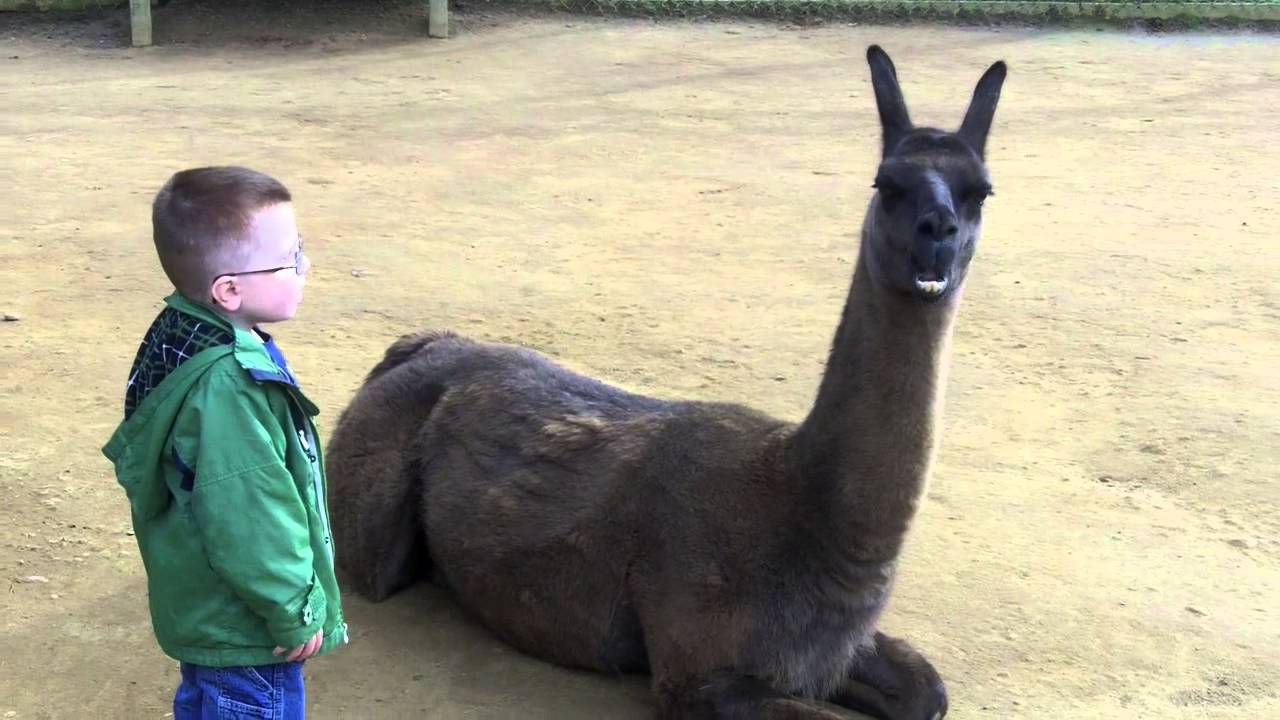 Llama spits in kid's face - YouTube