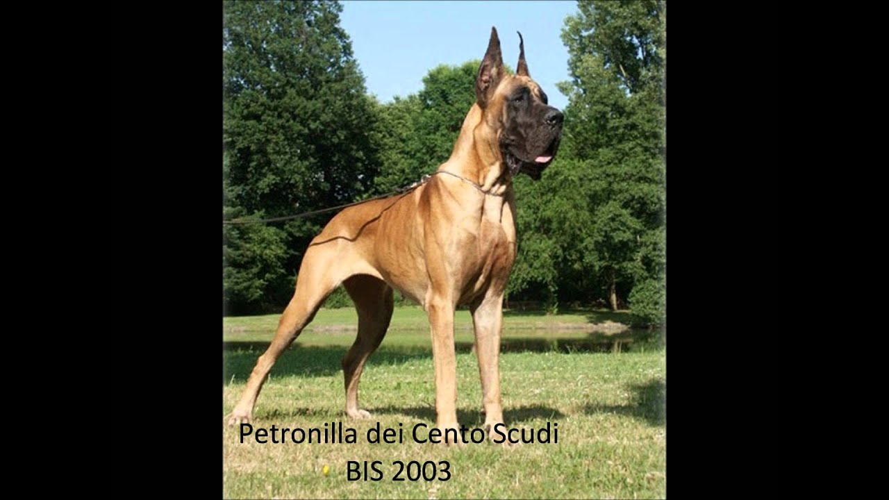 90ans Doggen Club de France - Club Français du Dogue 90ans Doggen Club de France - Club Français du Dogue