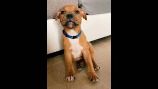 Puppy Staffordshire Bull Terrier