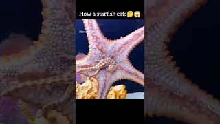 Starfish Stomach Trick Natures Wildest Eating Method