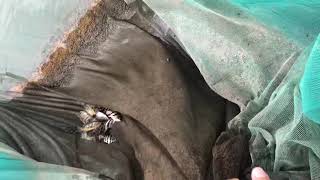 Datnoid Tiger Fish Indonesia Are Dropping In Vietnam Arowana Farm