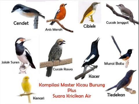 VIDEO : kompilasi masteran kicau burung dan suara kricikan air durasi panjang - kompilasi masteran yang berisi bermacam-macamkompilasi masteran yang berisi bermacam-macamsuara kicau burungjuara, dikombinasikan dengankompilasi masteran yan ...