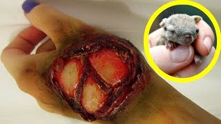 8 Cute But Deadly Animals