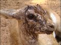 Les gazelles Dorcas - Documentaire animalier