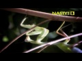 Praying Mantis Sexual Cannibalism Grossness (original narration by Randall)