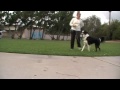 Loose Leash Walking - Clicker Training Dog Training DVD Available!