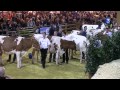 SIA 2012 : Le Concours des Prim'Holstein