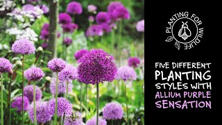 Five Different Planting Styles With Allium Purple Sensation