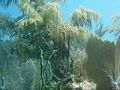 Roatan Wreck of the Prince Albert