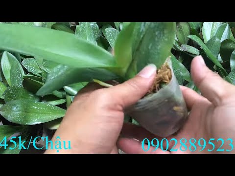 Bán Lan Hồ Điệp Giống Giá Rẻ LH Zalo 0902889523! 14/2