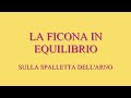 LA FICONA IN EQUILIBRIO sulla spalletta dell'Arno