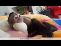 Try Not To Laugh or Grin While Watching Funny Animals Vines - Best Viners 2017