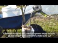 Apple cleft grafting repair