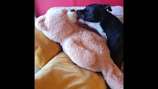 Cute Dog Kissing His Teddybear. English Staffordshire Bull Terrier.
