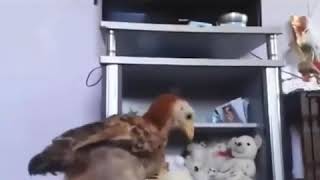 Çılgın Civciv Dublaj