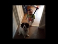 Little Alfie X