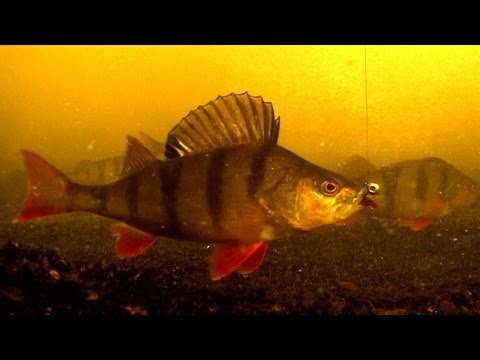 ловля окуня ночью видео ловля окуня ночью видео