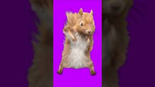 Dancing Squirrel