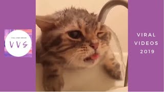 Funniest Animal Vines 2019 | Funny Animals Compilation 2019