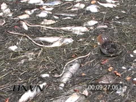 6/18/2005 Red Tide Fish Kill Footage, Sarasota Bay Florida